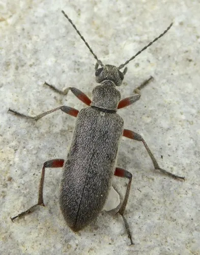 Stereopalpus pruinosus - photo 2