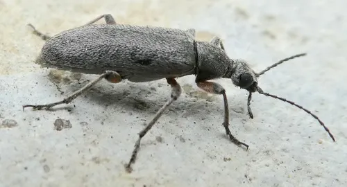 Stereopalpus pruinosus - photo 3