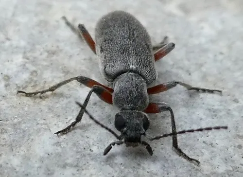 Stereopalpus pruinosus - photo 4