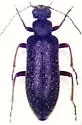Stereopalpus rufipes