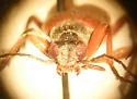 Stereopalpus vestitus - photo 3