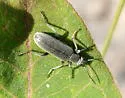 Stereopalpus vestitus - photo 4