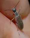 Stereopalpus vestitus - photo 5