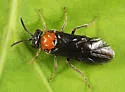 Sterictiphora cruenta