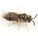 Sterictiphora serotina - photo 2