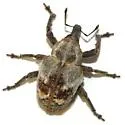 Sternechus paludatus