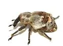 Sternechus paludatus - photo 2