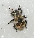 Sternechus paludatus - photo 3
