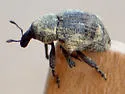 Sternechus paludatus - photo 4