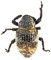 Sternechus paludatus - photo 5