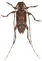 Sternidius chemsaki