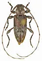 Sternidius chemsaki - photo 3