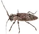 Sternidius chemsaki - photo 5