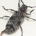 Sternidius decorus