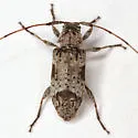 Sternidius decorus - photo 2