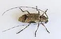 Sternidius decorus - photo 3
