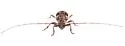 Sternidius decorus - photo 4