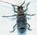 Sternidius imitans