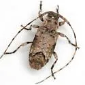 Sternidius mimeticus