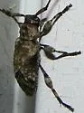 Sternidius mimeticus - photo 2