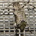 Sternidius mimeticus - photo 3