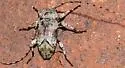 Sternidius mimeticus - photo 4
