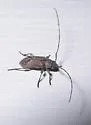 Sternidius misellus