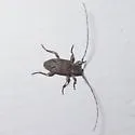 Sternidius misellus - photo 2