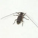 Sternidius misellus - photo 3