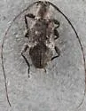 Sternidius misellus - photo 4