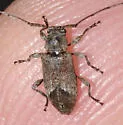 Sternidius misellus - photo 5