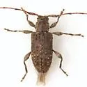 Sternidius punctatus - Sternidius punctatus