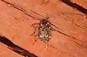 Sternidius punctatus - photo 2