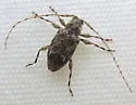 Sternidius punctatus - photo 3