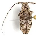 Sternidius wiltii - photo 2