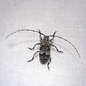 Sternidius wiltii - photo 3