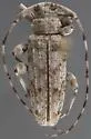Sternidocinus barbarus