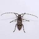 Sternidocinus barbarus - photo 2