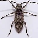 Sternidocinus barbarus - photo 3
