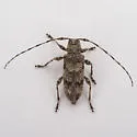 Sternidocinus barbarus - photo 5