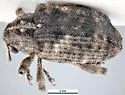Mango Seed Weevil - Sternochetus mangiferae