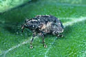 Mango Seed Weevil - photo 2