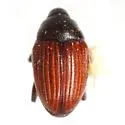 Stethobaris cicatricosa