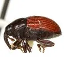 Stethobaris cicatricosa - photo 2