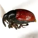 Stethobaris cicatricosa - photo 4