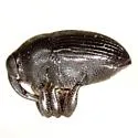 Stethobaris incompta - photo 2