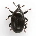 Stethobaris incompta - photo 3