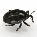 Stethobaris incompta - photo 4