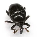 Stethobaris incompta - photo 5