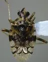 Stethoconus praefectus